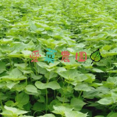 ふるさと納税 富田林市 ≪110g×1≫　国産えごまの実　パックチャック(ジッパー)付き　大阪産(もん)認定品 |  | 02