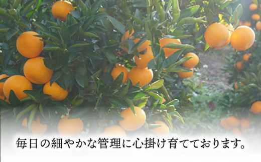 【先行予約】弾力があり甘い！せとか長崎県産 約3kg 【田崎FARM】 [OCU002]