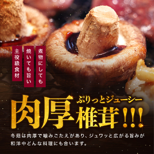 大分県産 どんこ 乾燥椎茸 50g×4 | 乾しいたけ 干し椎茸 干ししいたけ 乾燥しいたけ 干しシイタケ 大分県産 九州産 中津市