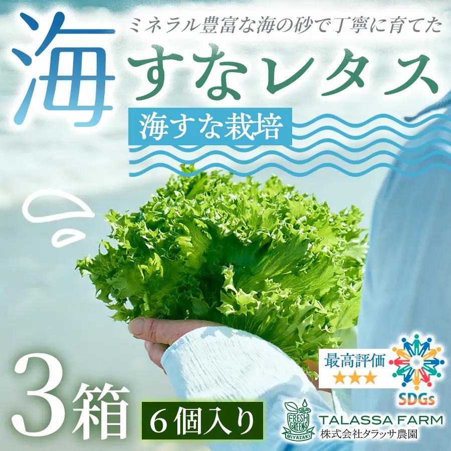 フリルレタス「海すなレタス」6個入り×3箱【B696】