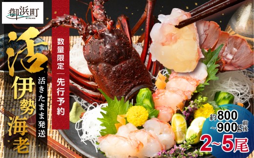 ［日付指定できる！］文恵丸水産の熊野灘産活伊勢海老　黒潮コース 2～5尾 約800g～900g前後【魚介 伊勢海老 伊勢えび 海老 えび 活き 伊勢エビ イセエビ のし 熨斗 のし対応可 ギフト 三重県 御浜町】