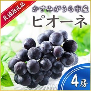 【2024年9月より順次発送予定】ピオーネ　4房(県内共通返礼品:かすみがうら市産)【配送不可地域：離島・沖縄県】【1401741】