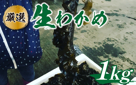 【先行予約】生わかめ 1.0kg※2026年4月上旬ごろ順次発送｜北陸 厳選 わかめ [A-018001]