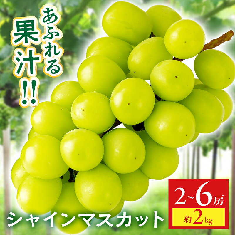 【ふるさと納税】シャインマスカット　約2kg | シャインマスカット マスカット ぶどう ブドウ 葡萄 果物 フルーツ 新鮮 くだもの 国産 ギフト お裾分け 旬 人気 種なし 皮ごと食べられる ジューシー 糖度が高い 季節限定 おすすめ 旬の果物 香川 香川県 三木町