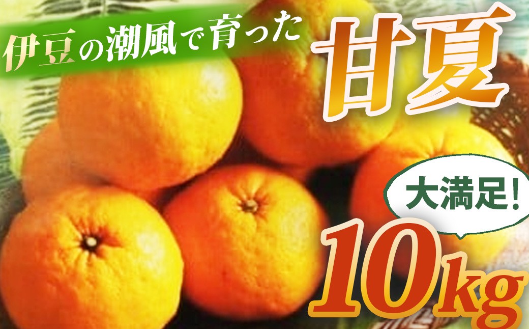 
            （先行予約・限定５０セット・4月～5月下旬発送）甘夏（10kg）【静岡県 伊豆市 果物 柑橘類 】010-007
          