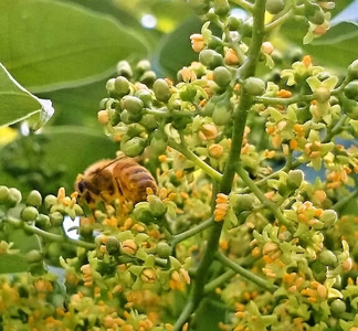 はぜ・みかんのはちみつセット(各220g）｜国産 食べ比べ 自然蜂蜜 大久保養蜂場 熊本県産