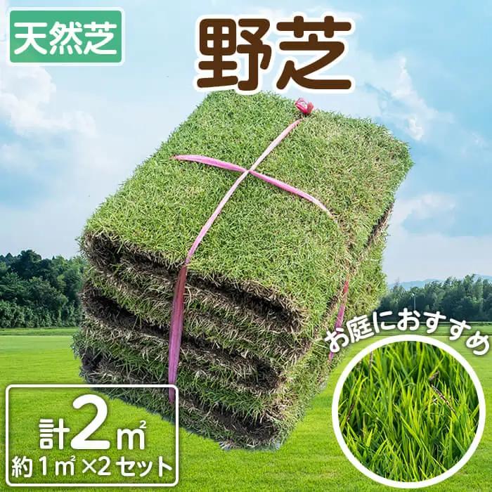 ＜先行予約受付中！R6年11月頃配送予定＞天然芝＜野芝＞2平米! 芝 芝生 天然 天然芝 DIY グランドカバー ガーデニング 野芝  鹿児島県 お庭 a1-110