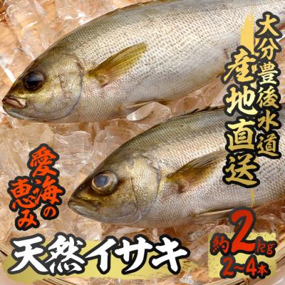 ふるさと納税 佐伯市 天然 イサキ (約2kg・計2-4本)