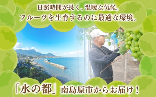 【2027年8月中旬～発送】【数量限定】【糖度18度以上】シャインマスカット 6房 3.6kg以上 （3房 1.8kg以上 × 2箱 / ぶどう ブドウ 葡萄 マスカット しゃいんますかっと フルーツ