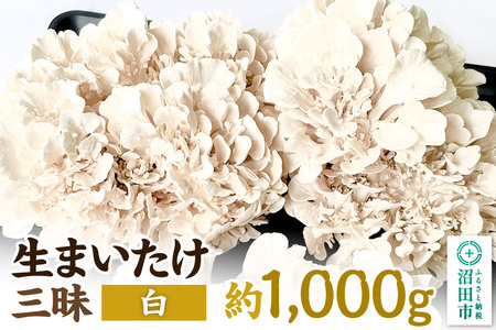 《2026年1月発送》生まいたけ三昧（白）約1000g 詰め合わせ おいがみ舞茸園