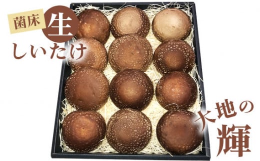 菌床生しいたけ　「大地の輝」 [No.003] ／ 椎茸 シイタケ 産地直送 国産 新鮮 岐阜県 特産