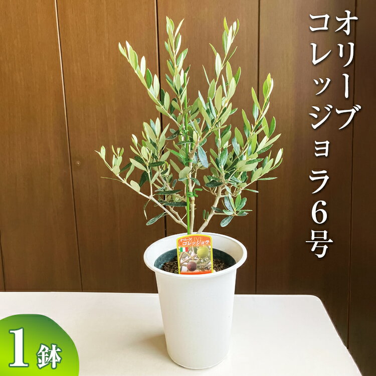 【ふるさと納税】オリーブ コレッジョラ6号 ※離島への配送不可| 観葉植物 植物 グリーン オリーブの木 コラッジョラ 室内 苗 鉢植え シンボルツリー ギフト 贈答 贈り物 プレゼント お中元 お歳暮 直送 農家直送 茨城県 古河市 送料無料 お祝 ご褒美 記念日 景品 _BZ08