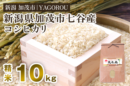 【令和6年産新米】新潟県加茂市 七谷産コシヒカリ 精米10kg 新潟産コシヒカリ 豊かな山水で育った天水米 加茂市 YAGOROU ヤゴロウ