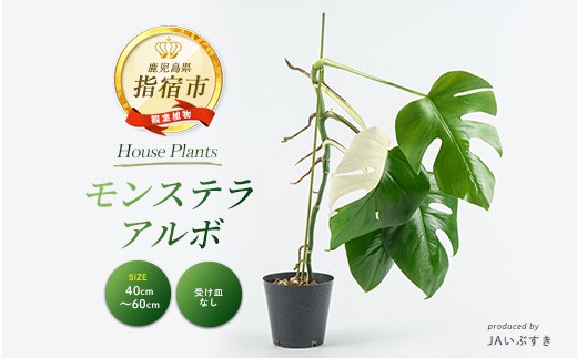 2026年4月上旬～発送【観葉植物】モンステラ・アルボ 40cm～60cm(JAいぶすき/IB165-017) 観葉植物 植物 グリーン 鉢 おしゃれ 大型 インテリア 室内 開店祝い 新築祝い 引越し祝い オフィス ギフト マイナスイオン モンステラ 斑入り 【配送不可地域：北海道・沖縄県・離島】