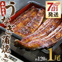 【ふるさと納税】【7日程度で発送】高知県産うなぎ蒲焼き 1尾 約120g（無頭）- スピード発送 鰻 ウナギ スタミナ 晩ご飯 おつまみ 丼ぶり ギフト お礼 御礼 感謝 お取り寄せグルメ 海の幸 うなぎ屋きた本 高知県 香南市【冷凍】un-0013