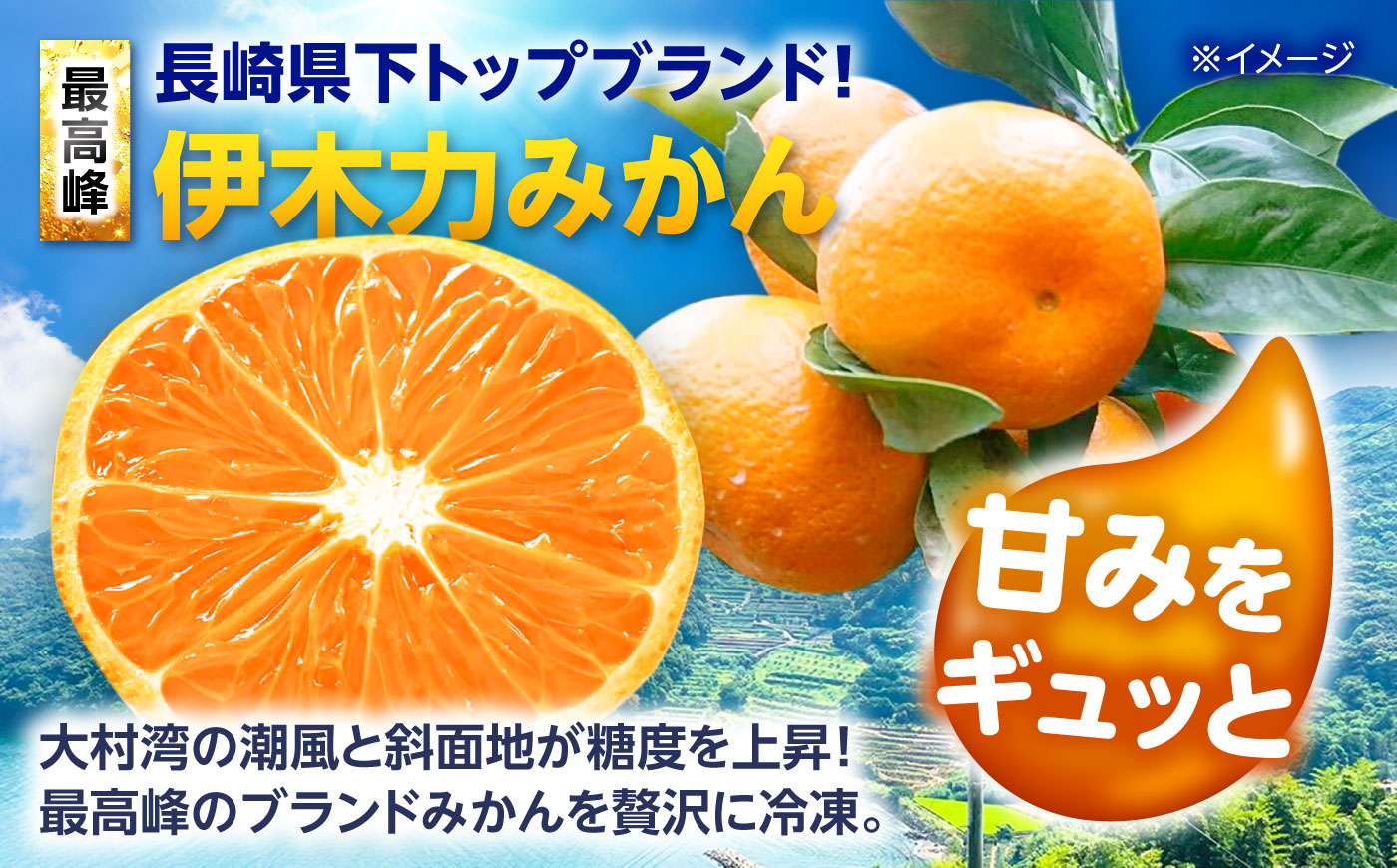 【訳あり】伊木力温州みかんの冷凍みかん 500g×2 / 冷凍ミカン 冷凍みかん レイトウミカン 伊木力温州みかん 伊木力みかん 温州みかん 佐瀬 諫早 多良見 長崎 / 諫早市 / 末永果樹園 [A