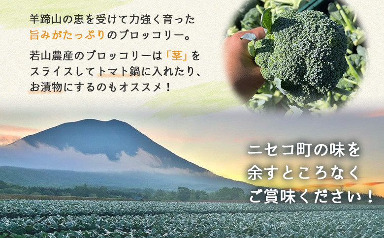 《ニセコ町若山農産》【数量限定】ブロッコリー　6個セット