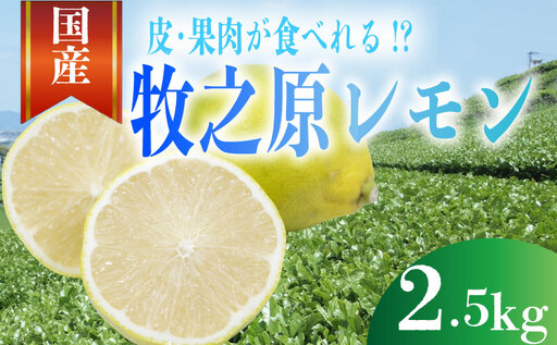 【先行予約 国産 レモン】 2.5kg れもん 檸檬 タタラ商店 