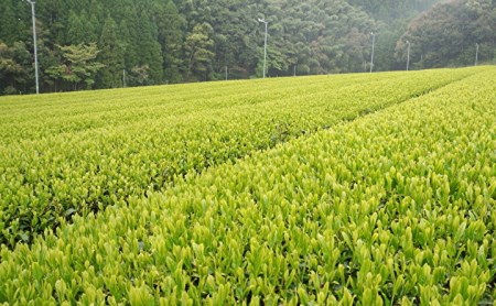 ｂ－８　うれしの茶贅沢お茶セット