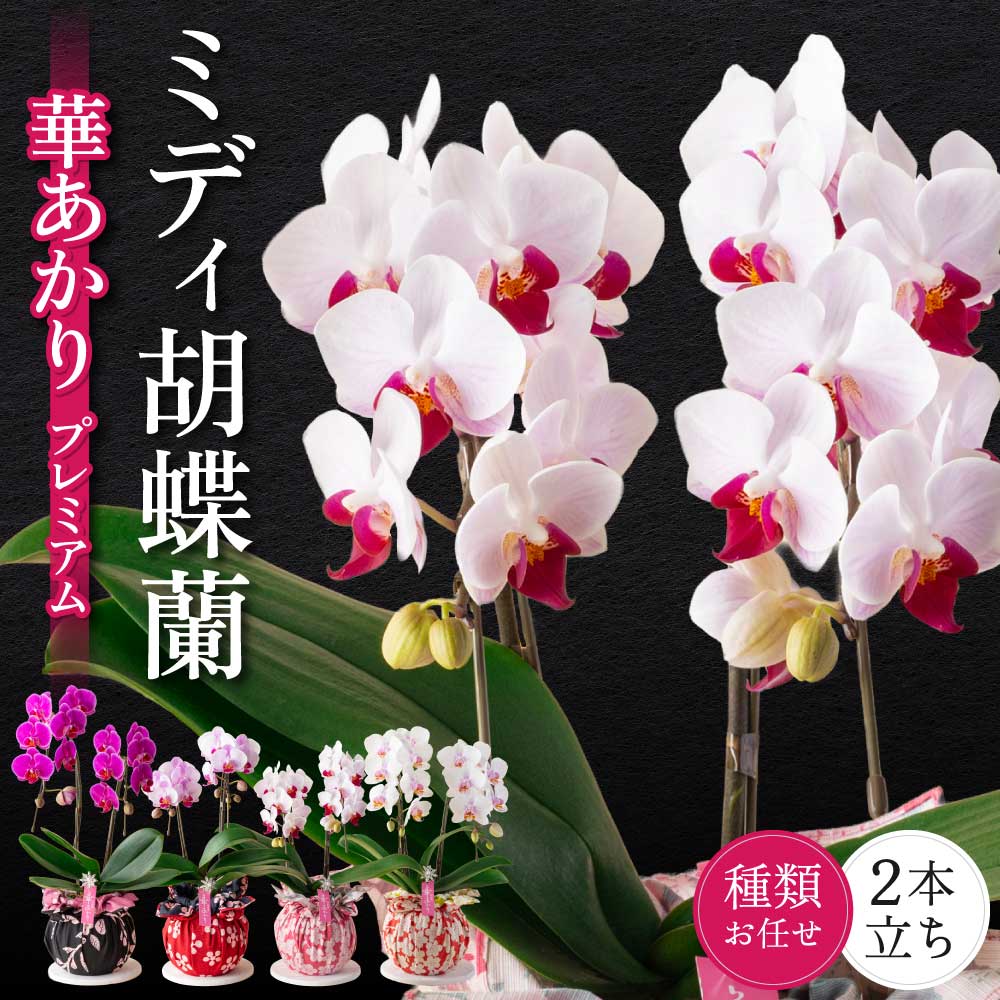 【ふるさと納税】ミディ胡蝶蘭 華あかり プレミアム 2本立ち 蘭 ラン 洋蘭 ミディサイズ 観賞用 贈答用 和モダン インテリア 植物 コチョウラン ランダム 花 送料無料 株式会社なかがわ