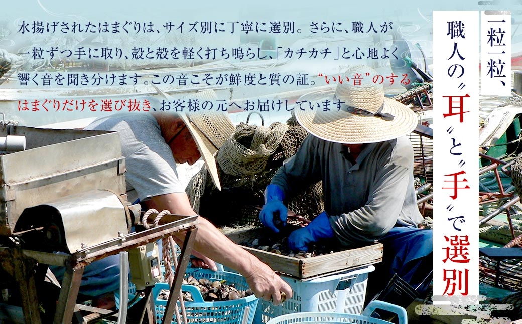 桑名はまぐり屋 蓄養はまぐり 3年～6年もの 3kg