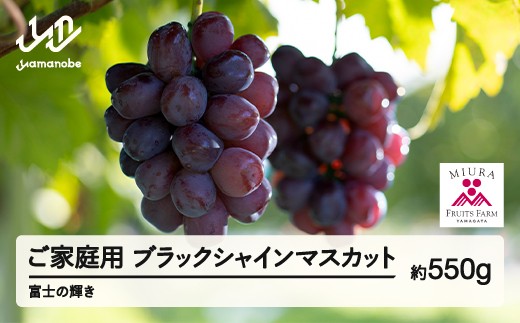 
                  《先行予約》2026年 山形県山辺町産 ご家庭用 ブラックシャインマスカット（約550g）富士の輝 ぶどう 1房 令和8年産 2026年産 果物 フルーツ 2026年9月下旬から順次発送 bg-bufkk600
                