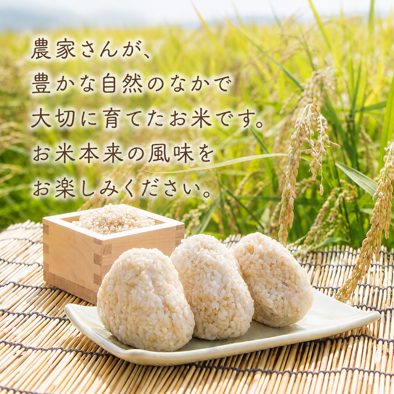 先行受付 令和8年産 玄米 こしひかり 60kg 6ヵ月連続 定期便 10kg × 6回 安芸産 栄養価 お米 精米 新米 ごはん ご飯 高知県産 弁当 おにぎり 料理 新嘗祭皇室献上米 令和8年 健