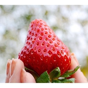 奈良で生まれた艶やかないちご　古都華　2パック_果物・フルーツ いちご  イチゴ 苺_【配送不可地域：離島】【1072515】