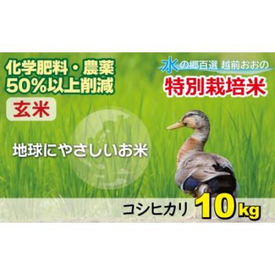 ふるさと納税 大野市 【令和7年産】こしひかり 10kg【玄米】減農薬・減化学肥料 「特別栽培米」