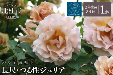 【2026年7月発送】バラ苗鉢植え「長尺・つる性ジュリア」　 バラ苗 1鉢 ノイバラ台木 花 長尺 つるバラ 丸弁 平咲き 弱い返り咲 中香 8寸鉢 2年生苗 ガーデニング 初心者 母の日 父の日 誕生日 新築祝い 記念樹 育て方ガイド同梱 コマツガーデン [h190]