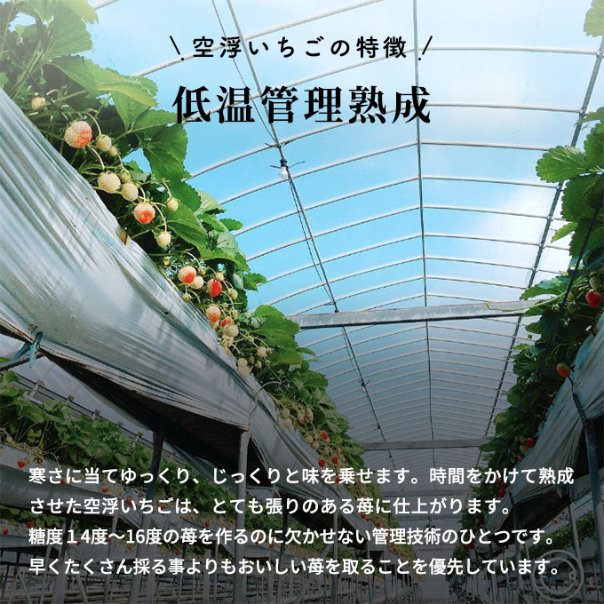先行予約価格[2026年1月上旬より順次お届け]空浮いちご 4パック「北海道・沖縄・離島へのお届け不可」 果物 フルーツ 姫路市産 ハウス育ち デザート おやつ 食後 お菓子作り ケーキ作り