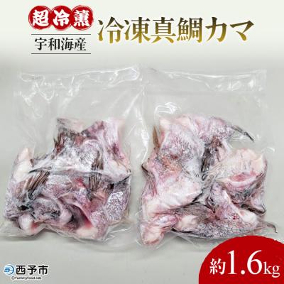 ふるさと納税 西予市 &lt;異次元の鮮度!宇和海産『超冷薫』冷凍真鯛カマ　約1.6kg&gt;　タイ　かま　海産　魚介　鯛めし