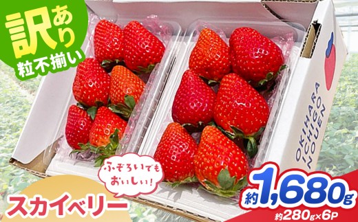 【先行予約】訳あり スカイベリー 約  280g × 6P｜【栃木県共通返礼品】いちご イチゴ 苺 訳あり 不揃い 粒 栃木県 那珂川町 送料無料