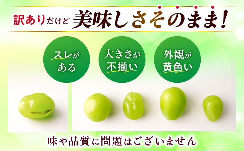 【2026年8月18日~10月20日配送】訳ありシャインマスカット 約1.4kg入り 2~4房|訳あり マスカット ぶどう ブドウ 葡萄 果物 フルーツ 人気 香川 香川県 三木町 種なし 皮ごと食べ