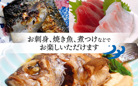 御食の国 若狭小浜より！獲れたて鮮魚BOX｜4～5kg 4～7種