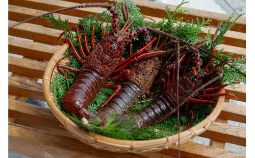 【先行予約】【数量限定】産地直送！活き伊勢えび 約200～250g×3尾 ※北海道・東北地方・沖縄・離島への配送不可（2025年9月上旬頃より順次発送） 【 ふるさと納税 人気 おすすめ ランキング 伊勢海老 伊勢えび 伊勢エビ えび エビ 海老 活き伊勢エビ 活き伊勢えび 海鮮 新鮮 愛媛県 伊方町 送料無料 】 IKTJ009