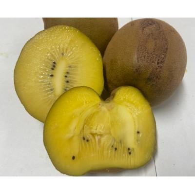 ふるさと納税 東かがわ市 訳ありさぬきゴールドキウイ　約1.5kg