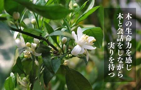 古豪の産地 田口の不知火 11玉木箱入 特選品 産地直送 贈答用 数量限定 【みかんの会】