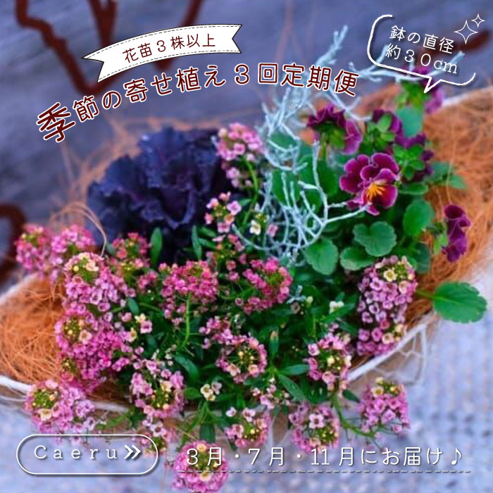 【ふるさと納税】季節の寄せ植え 3回定期便 かわいい 寄せ植え 季節 彩 ガーデニング 栽培 園芸 花苗3株以上 鉢直径約30cm バスケット 玄関 花飾り プレゼント ギフト 鉢花 花苗 季節の寄せ植え ベランダ お花 フラワーギフト お祝い お礼 おしゃれ モダン 送料無料
