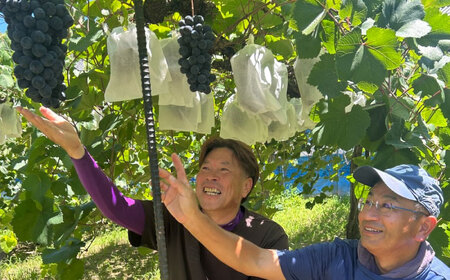 ぶどう【先行予約】【2026年8月中旬から順次発送】ニューベリーA　4-5房入　2.0kg 愛媛県大洲市/株式会社フジ・アグリフーズ[AGBA024]