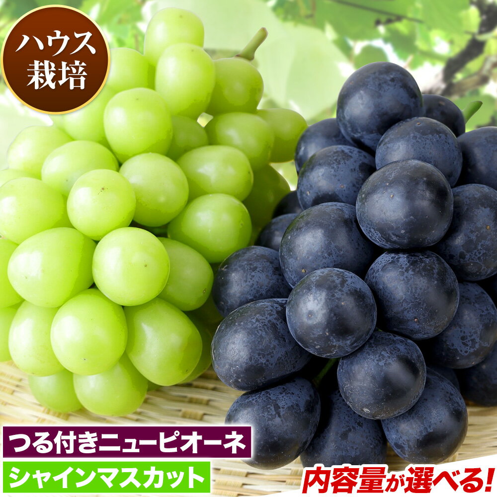 【ふるさと納税】【先行予約】 岡山県産 つる付き ニューピオーネ & シャインマスカット 晴王 セット ハウス栽培 内容量が選べる 有限会社ホーティカルチャー神島《2026年7月上旬-8月上旬頃出荷》岡山県 浅口市 ぶどう 詰め合わせ【配送不可地域あり】