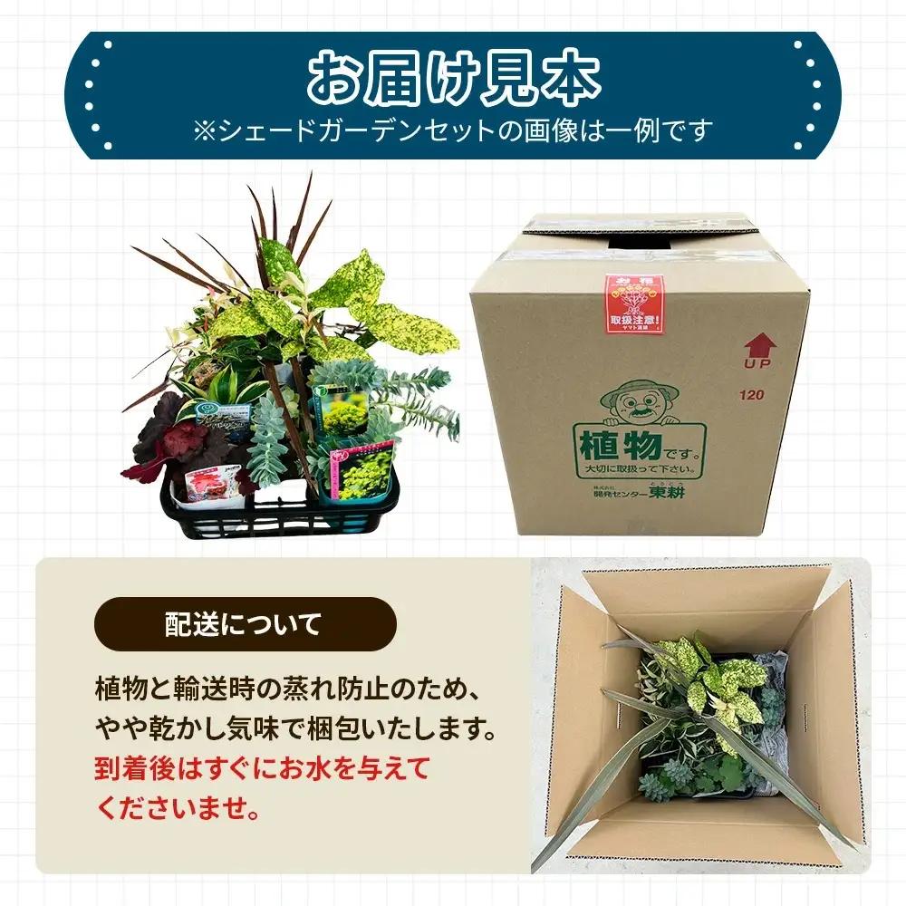 日陰で育つシェードガーデン（洋風）セット【ガーデニング 家庭菜園 園芸 初夏 夏 花壇 庭 鉢 玄関 プランター 寄せ植え おうち時間 趣味 ベランダ 土っ子倶楽部 プレゼント ギフト 】