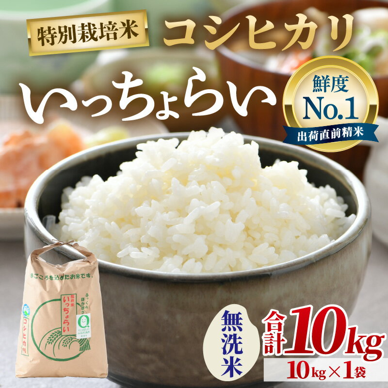 【ふるさと納税】【先行予約】【令和7年産・新米】【一等米】特別栽培米いっちょらい 無洗米 10kg×1袋 ／ 福井県産 ブランド米 コシヒカリ ご飯 白米 新鮮 大賞 受賞【2025年9月下旬より順次発送予定】