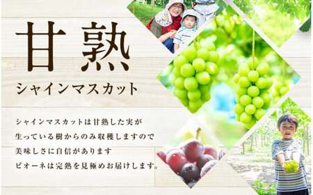 福岡県産 シャインマスカット&amp;ピオーネ 合計約1kg 【2025年8月下旬～9月下旬発送】 フルーツ くだもの