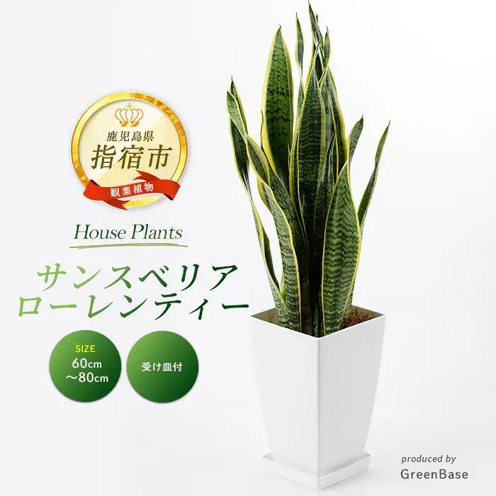 【観葉植物】サンスベリア・ローレンティー 7号 Green Base IB003-012 観葉植物 ※北海道・沖縄・離島配送不可