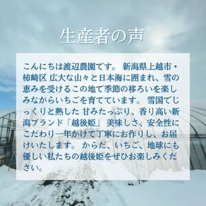 越後姫チーズケーキアイス6個 ケーキ イチゴ 苺 アイスケーキ チーズケーキ デザート おやつ 冷凍 上越市 新潟