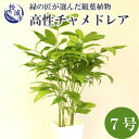 【ふるさと納税】緑の匠が選んだ観葉植物 素敵な空間づくりに 高性チャメドレア 7号【B6-007】 チャメドレア 観葉植物 緑 空間づくり インテリア おしゃれグリーン 植物 お洒落 新築祝い 贈り物 開店祝い 引っ越し祝い