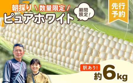 とうもろこし 訳あり 朝採れ ピュアホワイト 約6kg とうもろこし とうもろこし とうもろこし とうもろこし とうもろこし とうもろこし とうもろこし [AX028ya]