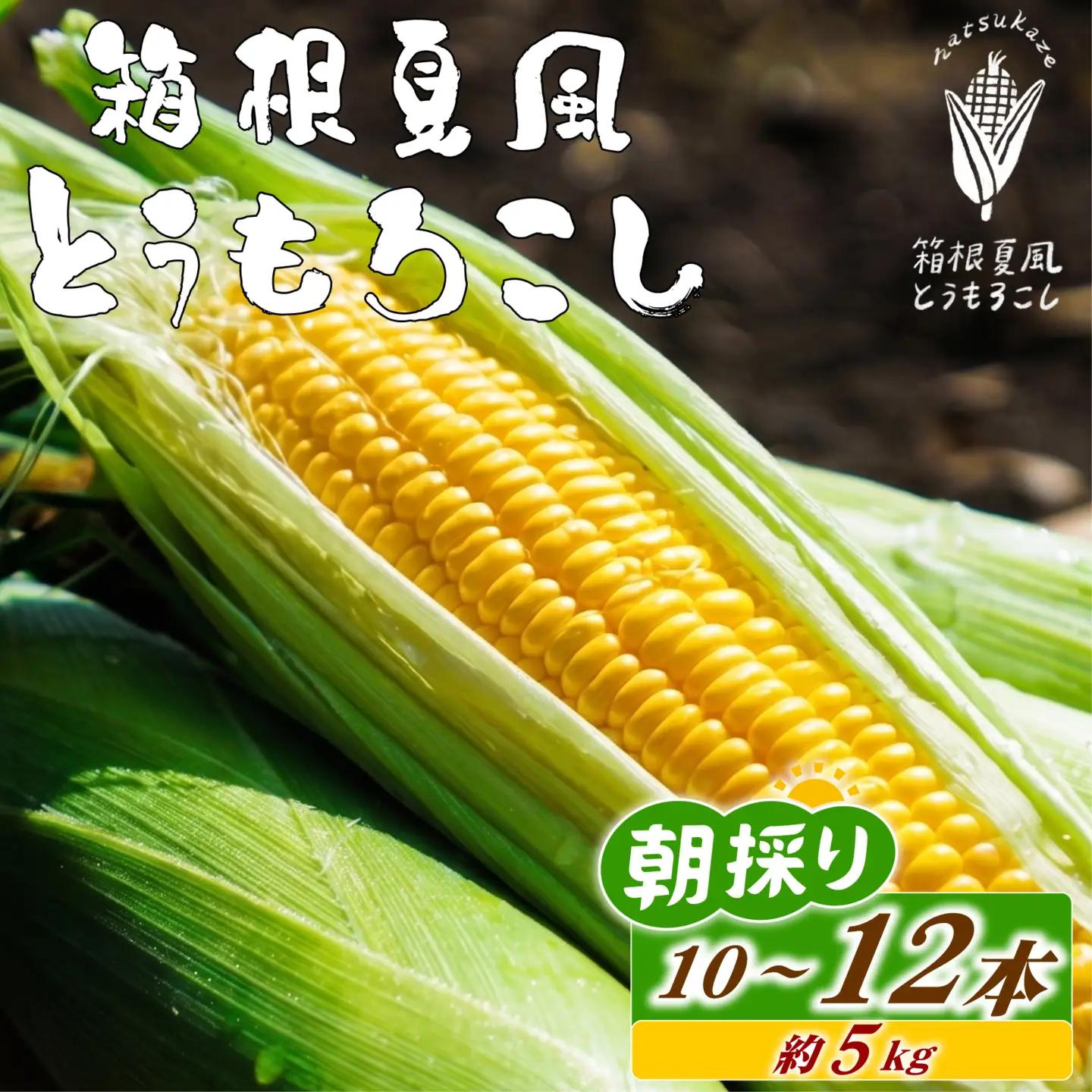 6/10から順次配送！ 朝採れ とうもろこし 10~12本 箱根夏風 とうもろこし