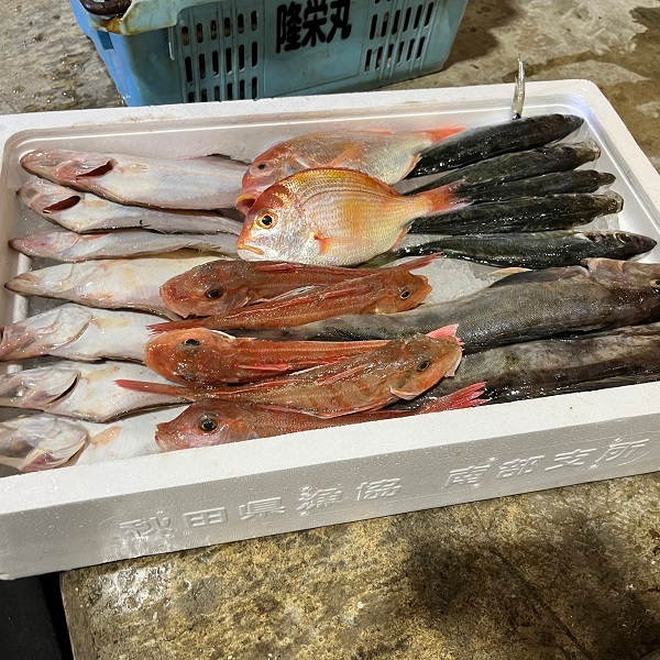 えっこ船長にお任せ！獲れたて鮮魚セット 3～5種類 約3kg（鮮魚 詰合せ ボックス）_イメージ2